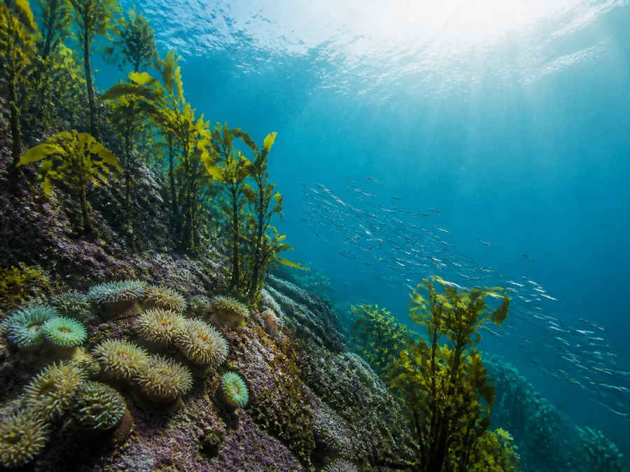 Каменистый морской риф с водорослями и стайкой серебристой рыбы